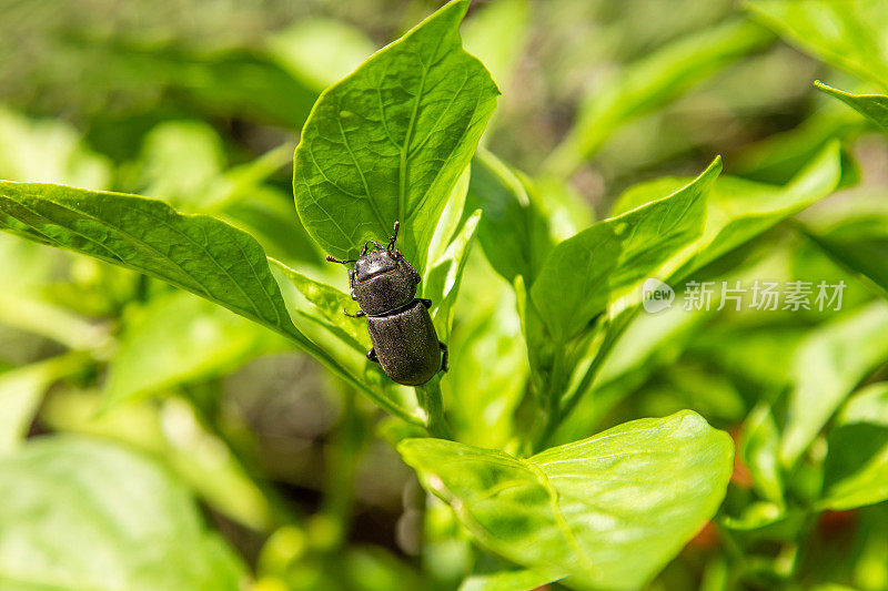 光束甲虫(Dorcus parallelipipedus)